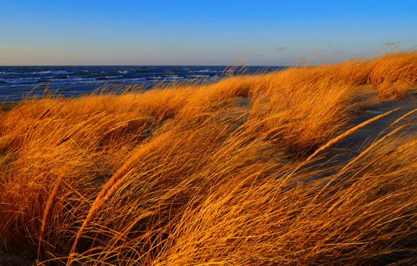 Picture sea, wave, autumn, the sky, grass, the wind, shore