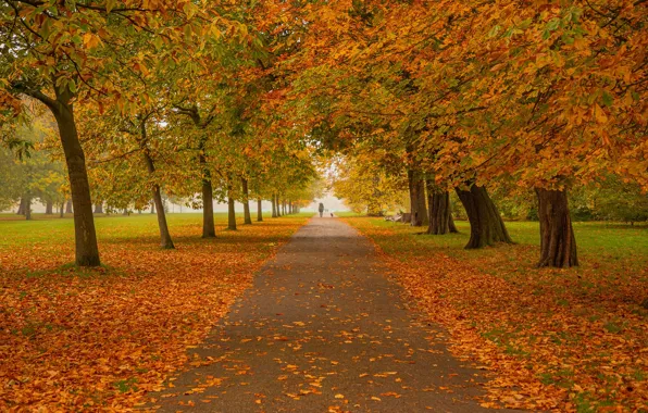 Wallpaper autumn, England, London for mobile and desktop, section ...