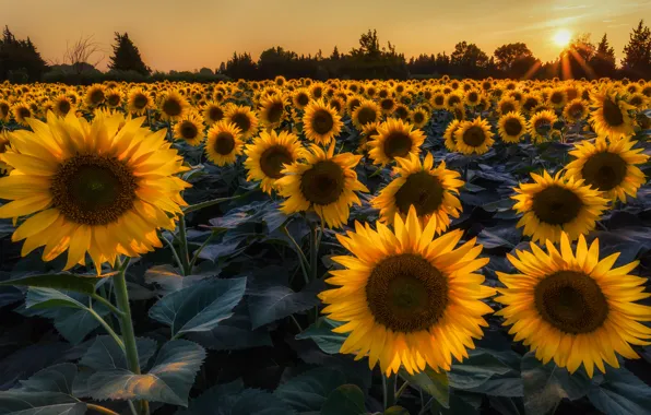 Field, summer, the sun, rays, trees, sunflowers, flowers, the evening
