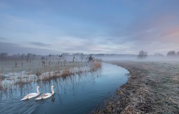 Picture fog, river, swans