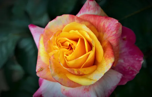 Picture macro, rose, petals, Bud, bright