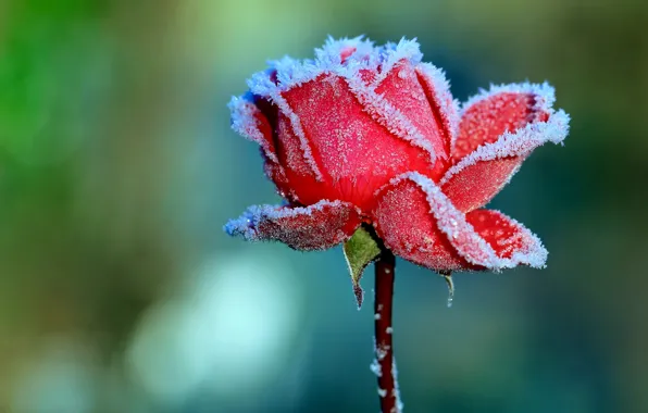 Frost, flowers, green, background, rose, Bud, crystals, red