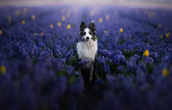 Look, flowers, nature, pose, portrait, dog, face, lilac