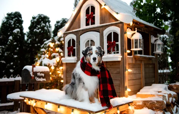 Winter, forest, look, snow, nature, lights, pose, Windows