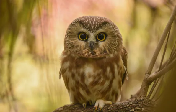 Picture look, branches, owl, bird, bokeh, owl