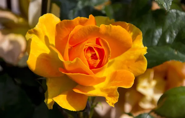 Flower, leaves, macro, rose, orange, yellow