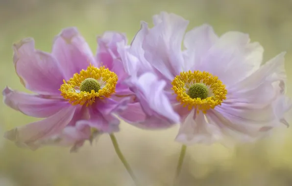 Flowers, pink, Duo, anemones, art processing
