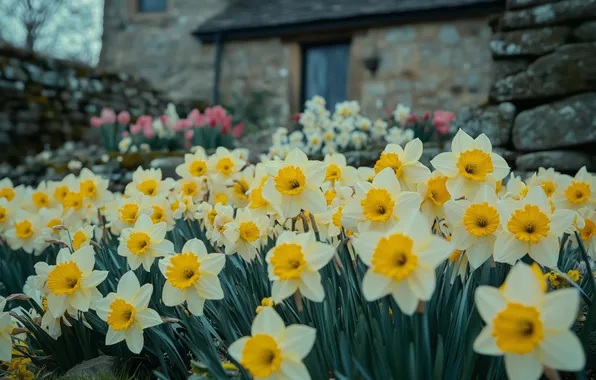 Flowers, house, spring, garden, white, flowerbed, daffodils, yellow