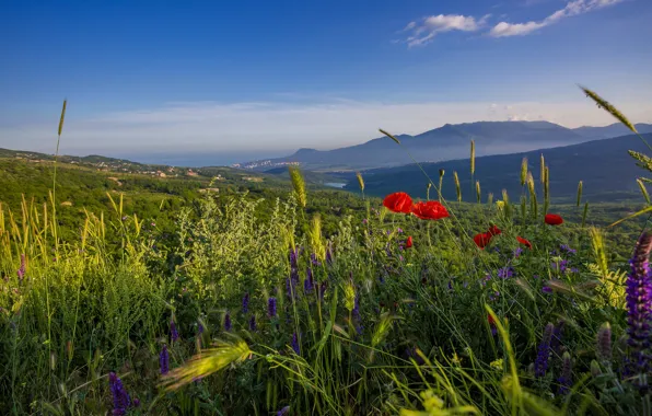 Picture greens, summer, the sky, flowers, mountains, red, blue, hills
