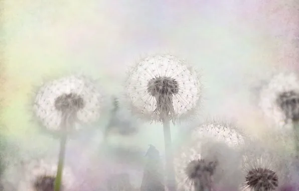 Flowers, treatment, fluff, dandelions, light background