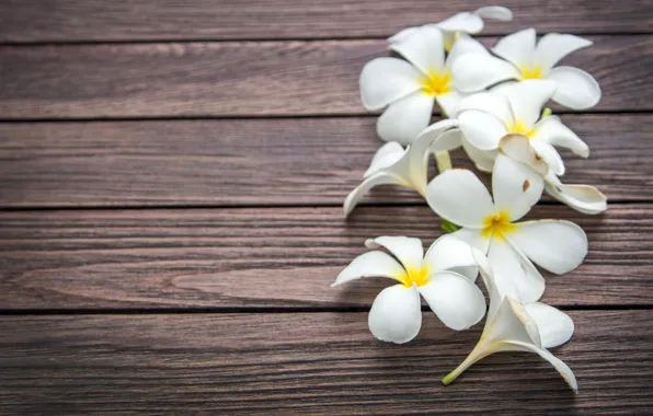 Picture flowers, white, wood, flowers, plumeria, plumeria
