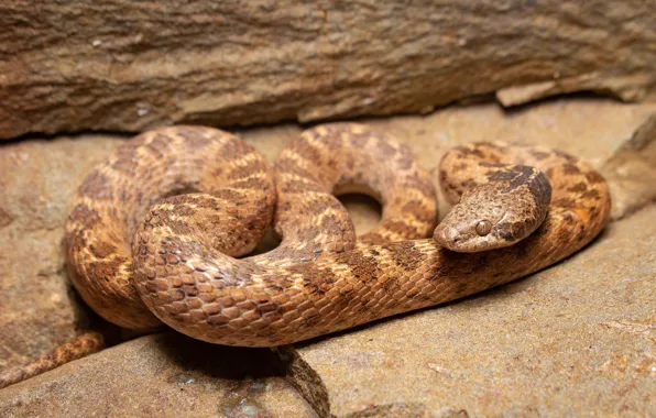 Background, snake, brown