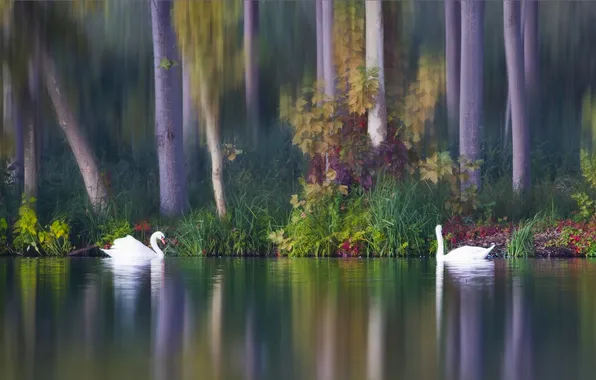 Picture autumn, birds, lake, a couple, swans