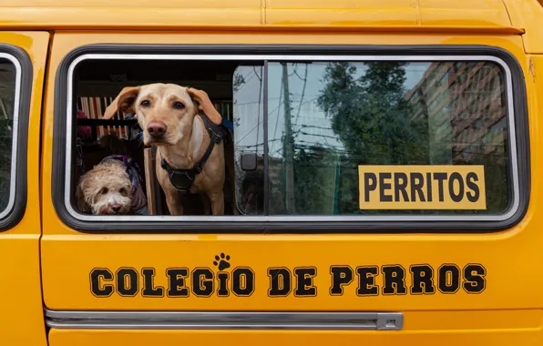 Dogs, Bus, Chile, Dogs, Chile, Bus, Doggy daycare, Kindergarten for dogs