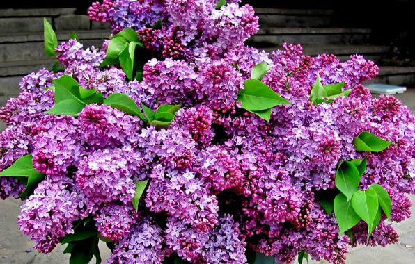 Flowers, Bouquet, Lilac