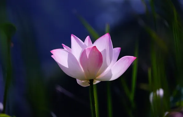 Picture grass, light, flowers, blue, background, dark, petals, Lotus