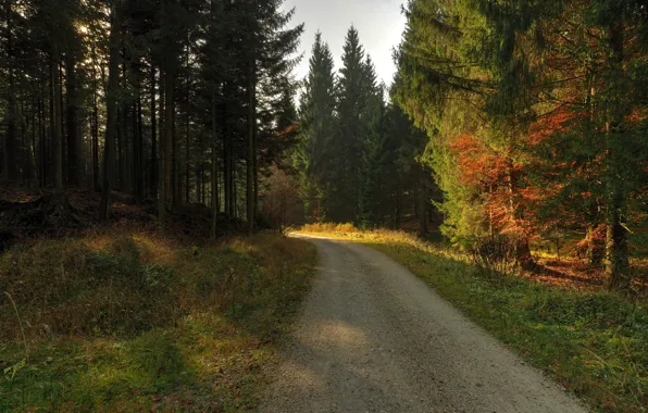 Picture forest, morning, Autumn, track, forest, autumn, morning, path