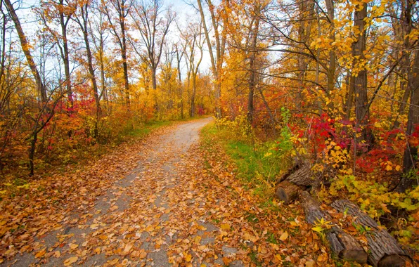 Sadness, autumn, leaves, trees, Park, mood, garden, track