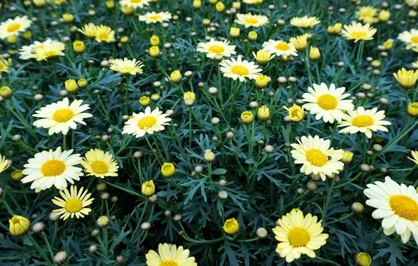 Picture greens, field, summer, leaves, flowers, glade, chamomile, white