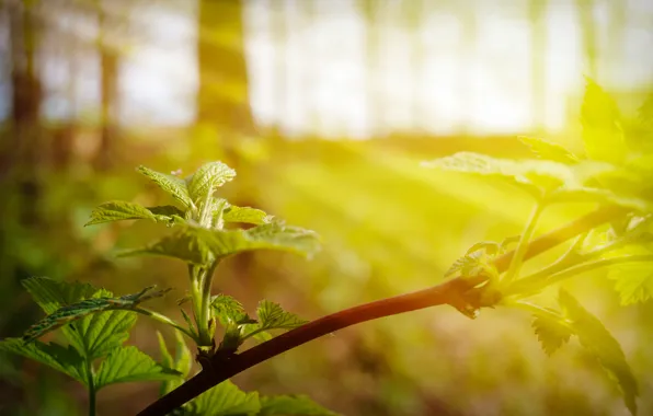 Picture flowers, nature, mood