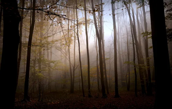 Picture autumn, forest, light, nature, the darkness