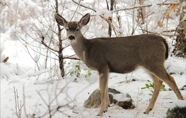 Winter, animals, nature, deer