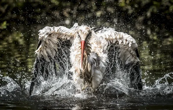 Water, bird, fishing, stork