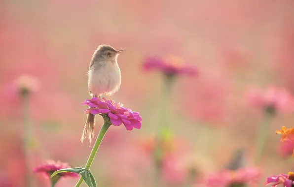 Summer, bird, bird, pink background, beds, tinie