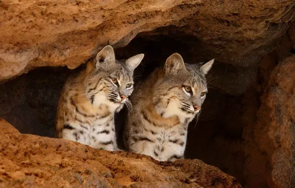 Lynx, big cats, Lynx
