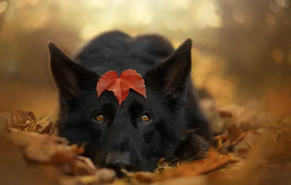 Autumn, look, face, foliage, dog, leaf, bokeh, shepherd