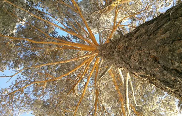 Picture trees, view, pine