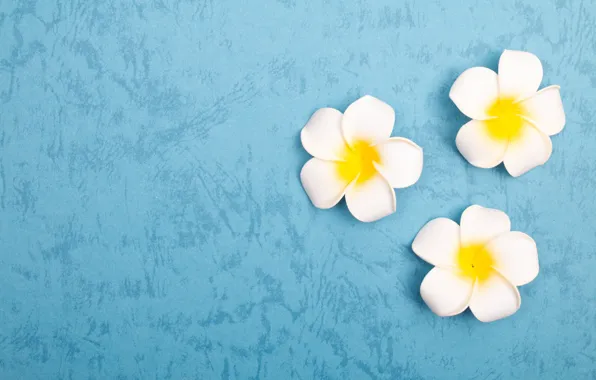 Flowers, background, blue, color, divorce, texture, three, white