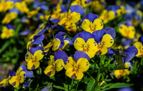 Flowers, bright, yellow, Pansy, flowerbed, blue, a lot, bokeh