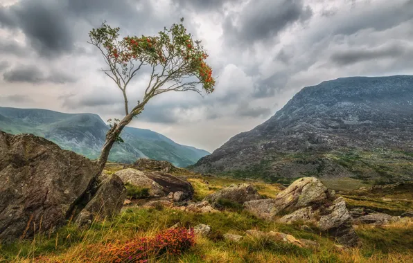 Landscape, mountains, clouds, stones, tree, Wales