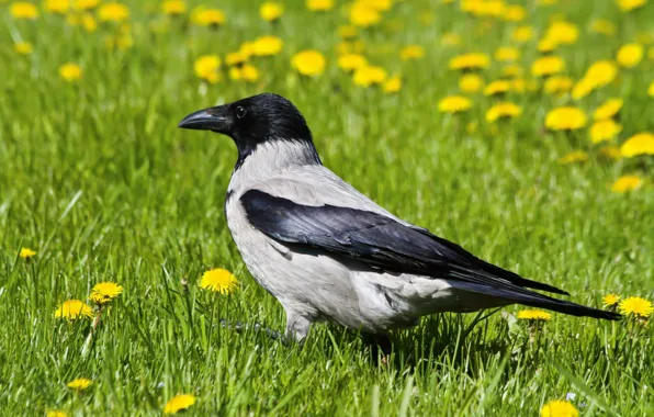 Picture grass, dandelions, crow