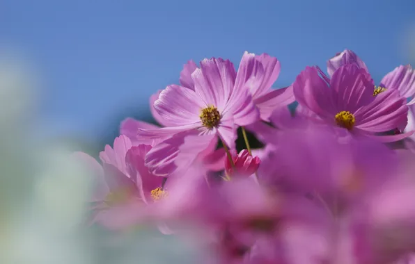The sky, macro, flowers, blur, pink, field, kosmeya