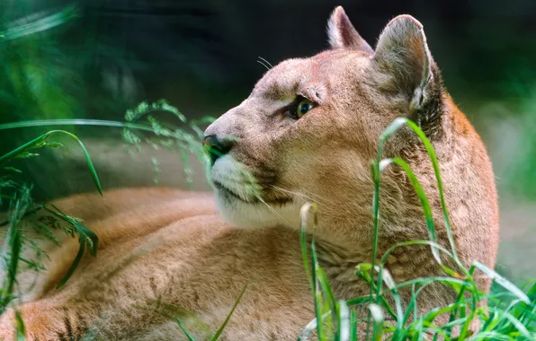 Picture predator, Puma, Cougar