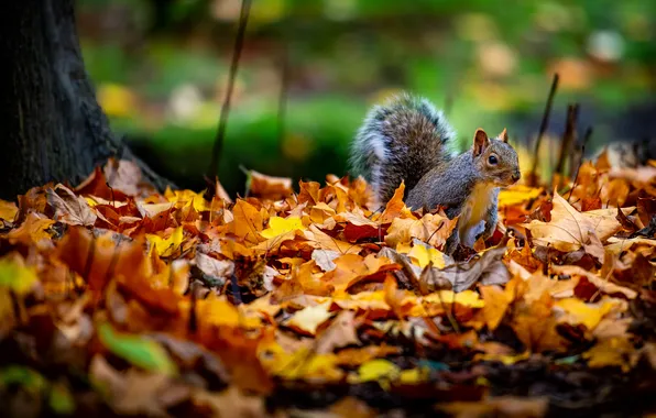 Autumn, glade, protein, grey, the pile of leaves, autumn leaves