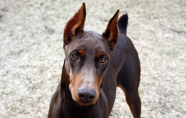 Face, Doberman, ears, brown