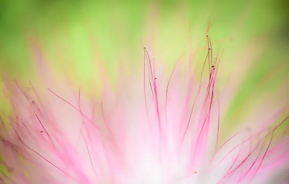 Picture flower, macro, soft