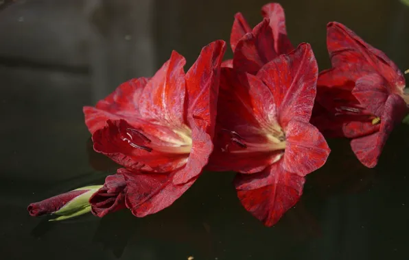 Flowers, red, gladiolus, gladiolus
