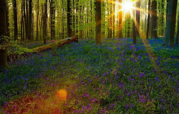 Forest, the sun, rays, trees, flowers, branches, glare, Park