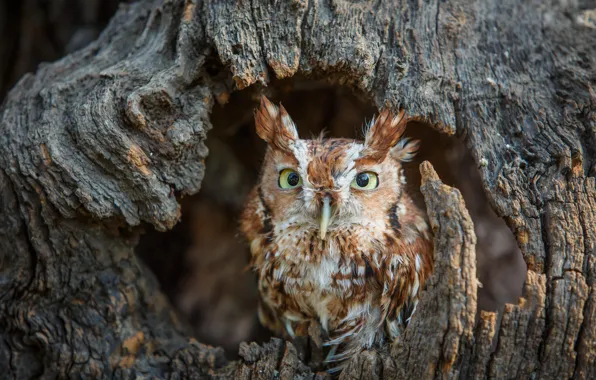 Forest, tree, owl, bird, chick, pine