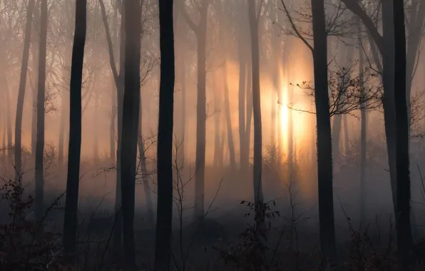 Picture forest, the sun, rays, light, trees, branches, nature, fog