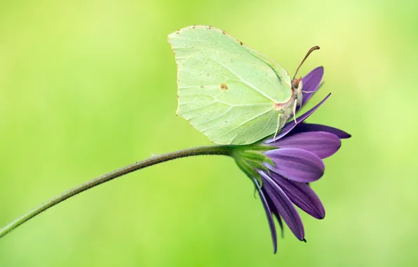 Flower, macro, green, background, lilac, butterfly, insect, green