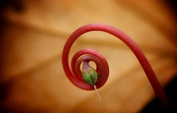 Macro, curls, plant