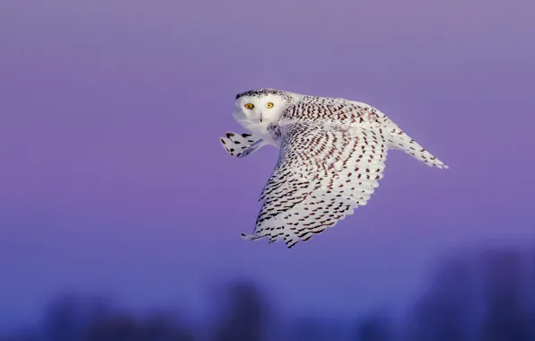 The sky, look, flight, owl, bird, wings, white, twilight