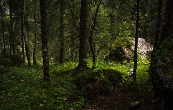 Picture forest, trees, nature, Austria, Austria, Jerdess