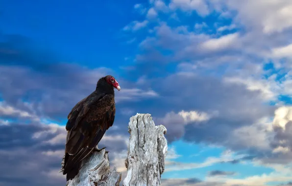 The sky, nature, bird, Grif