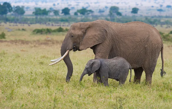 Elephant, Savannah, Africa, elephants, cub, two, the elephant, mother